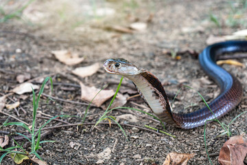Venomous snake dangerous. Brown Banded Cobra (Naja fuxi) on the ground with grass in nature mountain forest of Thailand.