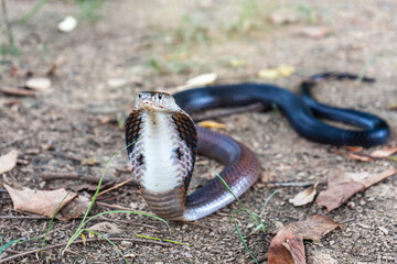 Venomous snake dangerous. Brown Banded Cobra (Naja fuxi) on the ground with grass in nature...