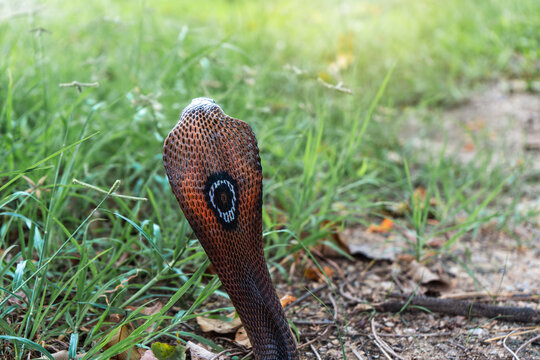 Venomous snake dangerous. Behind the hood of Spitting Brown Banded Cobra (Naja fuxi) on the ground with grass in nature mountain forest of Thailand.