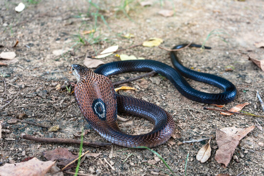 Venomous snake dangerous. Behind the hood of Brown Banded Cobra (Naja fuxi) on the ground with grass in nature mountain forest of Thailand.