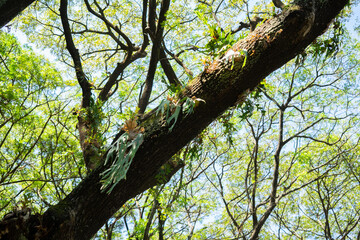 Weathered tree branches covered in moss