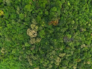 Lush green tropical forest background captured from the air. Environmental concept, nature, forests...