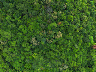 Lush green tropical forest background captured from the air. Environmental concept, nature, forests and mountains.