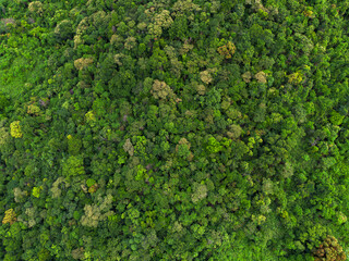 Lush green tropical forest canopy photographed from the air.  Environmental concept, earth day Forest protection and climate change.