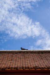 pigeons on the roof