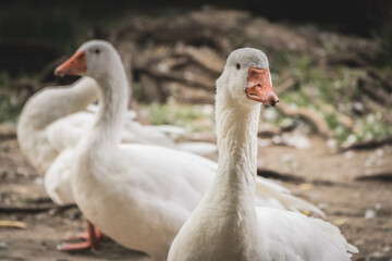 Patos