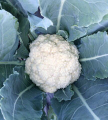 Fresh cauliflower with green leaves in the garden.