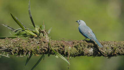 rear view of a blue-gray tanager perched on branch at boca tapada in costa rica