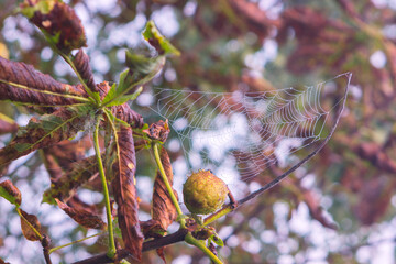 Photography. Landscape. Autumn morning. Spider web on a tree. Close-up against the sky.