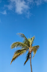Profile of Green and Yellow Coconut Palm Tree Against Blue Sky.