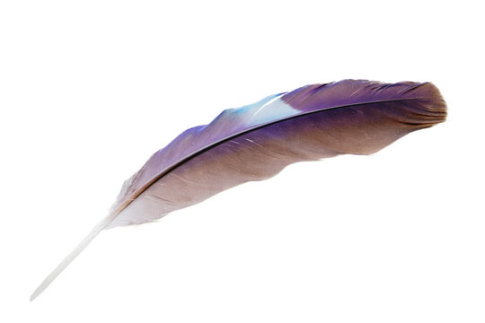 A single bird feather isolated on a white background