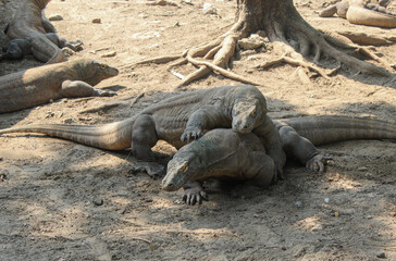 Komodo dragons or Varanus komodoensis, are a species of large monitor lizard found on the islands of Komodo, Rinca, Flores, Gili Motang and Gili Dasami in East Nusa Tenggara Province, Indonesia.
