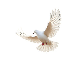Obraz premium A single white dove glides gracefully against a dark backdrop, its wings outstretched in a gesture of hope and 1 unity.