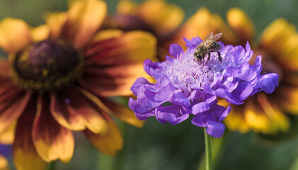 Pszczoła miodna na kwiatku. Zapylanie kwiatków przez pszczołę. Pszczoła miodna zbiera pyłek. Pszczoła miodna zbiera miód z kwiatka.  - obrazy, fototapety, plakaty