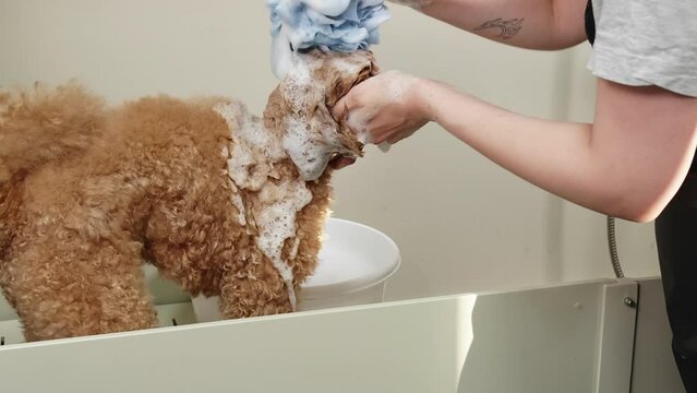 Midsection of professional scrubbing poodle with sponge in tub. Female groomer cleaning brown dog in salon. She is grooming canine at pet spa.