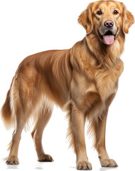 Golden Retriever dog, full body, no shadows, maximum details, sharpness throughout the image, maximum resolution, lifelike on a white