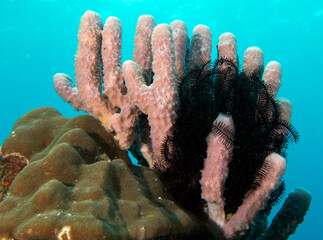 Kallypilidion sp also known as Tube sponges Boracay Island Philippines