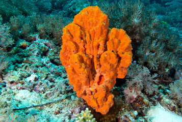 Stylotella aurantium sponge coral Boracay Island Philippines