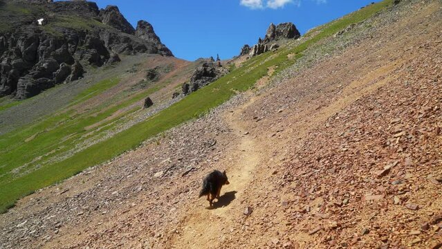 Ice Lake Basin Trail hiking top of Rocky Mountains Southern Colorado mini Aussie dog pup summer  San Juan top of peaks toward  Silverton Telluride Ouray Red Mountain Molas Pass follow motion