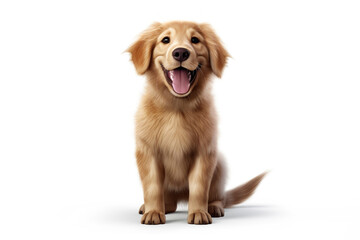 a puppy Golden Retriever dog isolated on white background. 