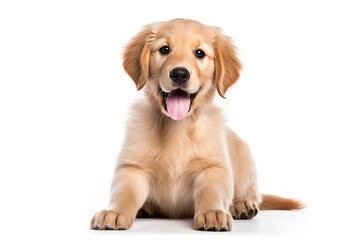 a puppy Golden Retriever dog isolated on white background.  - obrazy, fototapety, plakaty