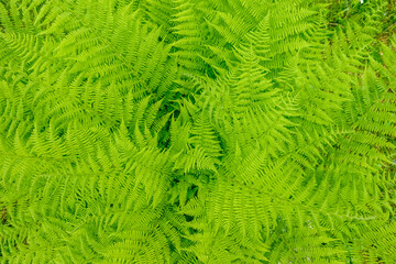 Fototapeta na wymiar green fern in a forest during hiking in the nature view from above
