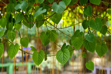 Ivy plant creeper isolated ornament