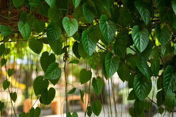 Creeper plant border isolated element