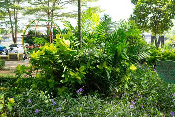Fototapeta na wymiar tropical garden with palm tree