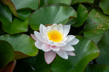 Rain drops water of beautiful pink waterlily or lotus flower in pond for text or decorative artwork.