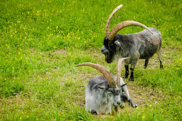 two gray mountain goats on a fresh green meadow during hiking detail