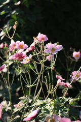 Pale pink Japanese anemone flowers also called windflower or thimbleweed. Anemone hupehensis on dark background