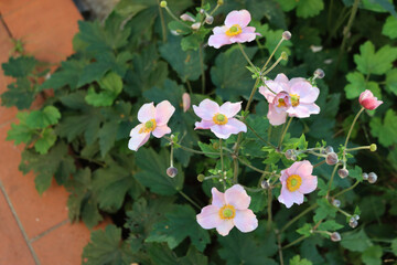 Pale pink Japanese anemone flowers also called windflower or thimbleweed. Anemone hupehensis 