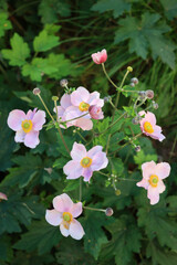 Naklejka premium Pale pink Japanese anemone flowers also called windflower or thimbleweed. Anemone hupehensis 