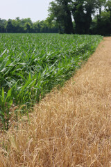 Golden wheat field ready to be harvested near a green corn field in the italian countryside