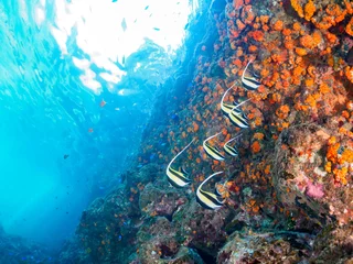 Cercles muraux Turquoise ドロップオフの美しいツノダシ（ツノダシ科）他の群れ。  日本国静岡県伊豆半島賀茂郡南伊豆町中木から渡し船で渡るヒリゾ浜にて。 2023年9月2日水中撮影。 