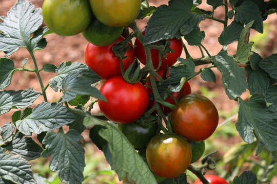 Ripe and unripe &ldquo;Sardo&rdquo; or &ldquo;Camone&rdquo; Tomatoes growing on plant in the vegetable garden. Italian tomato, variety 