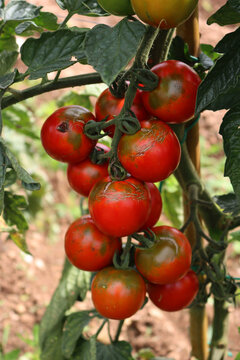 Ripe and unripe &ldquo;Sardo&rdquo; or &ldquo;Camone&rdquo; Tomatoes growing on plant in the vegetable garden. Italian tomato, variety 