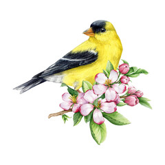 Goldfinch bird with beautiful flower decor. Watercolor illustration. Goldfinch with spring apple flowers decoration. Hand painted garden wildlife bird springtime image. White background