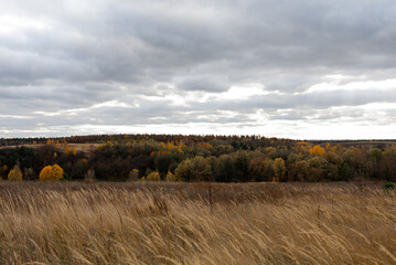 Autumn cloudy windy weather rural landscape with brown and orange meadow and forest. Sky with dark...