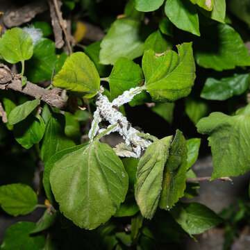 Afidi su ibisco e formiche, dettaglio