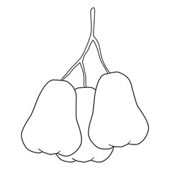 rose apple line vector illustration