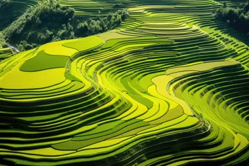 Tuinposter Aerial view of rice terrace fields in the morning with fog or mist in the middle of hills, healthy fresh green tree environment, and beautiful fresh green natural scenery of hilltops. © TANATPON
