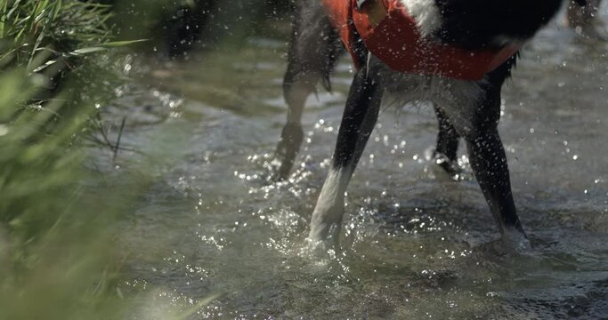 Dog shaking off water by lake shore, splashing water everywhere in high-speed 800 fps slow-motion. Canine companion removes excess water