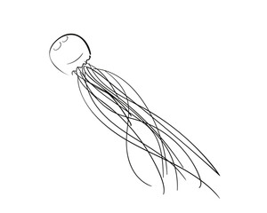 Fototapeta premium Jellyfish sketch isolated, Simple drawing of sea creature medusa vector illustration