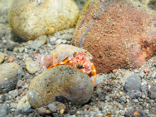 イソギンチャクを背負う不思議なソメンヤドカリ（ヤドカリ科）。

日本国静岡県伊豆半島賀茂郡南伊豆町中木から渡し船で渡るヒリゾ浜にて。
2023年9月3日水中撮影。
