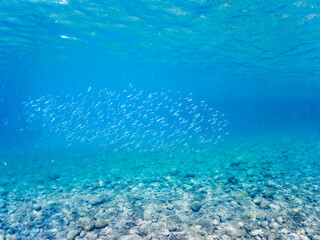 美しい青い海とキビナゴの群れ。

日本国静岡県伊豆半島賀茂郡南伊豆町中木から渡し船で渡るヒリゾ浜にて。
2023年9月3日水中撮影。
