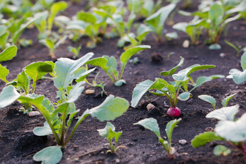 Organic vegetables. Radish growing in the garden bed. High quality photo