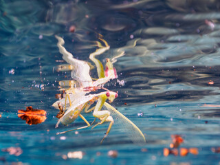 美しい水面の不思議なカマキリの遺体。

日本国静岡県伊豆半島賀茂郡南伊豆町中木から渡し船で渡るヒリゾ浜にて。
2023年9月3日水中撮影。
