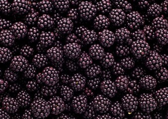 Professional photography of Pattern of Elderberries fruits. Gene